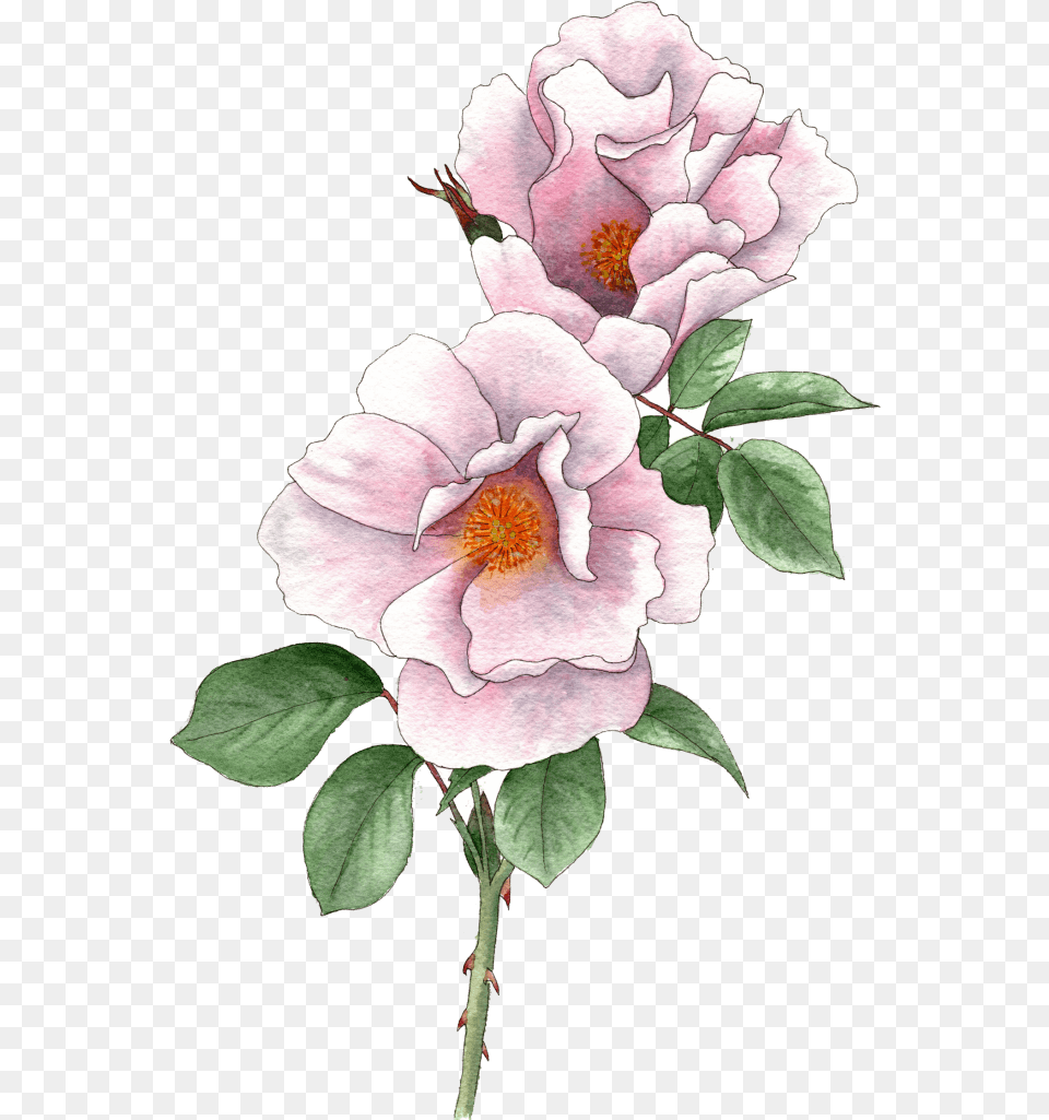 Rose Light Pink Rosa Canina, Flower, Plant, Anemone, Petal Free Png