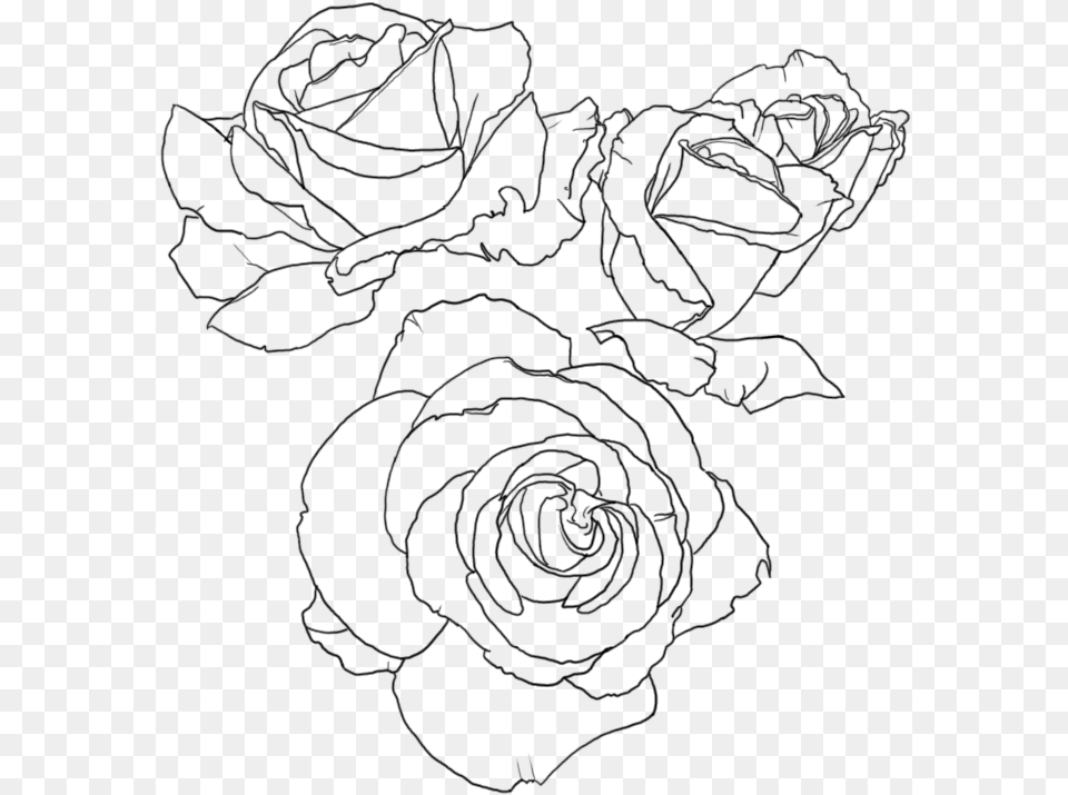 Rose Lineart Rose Line Art, Gray Png Image