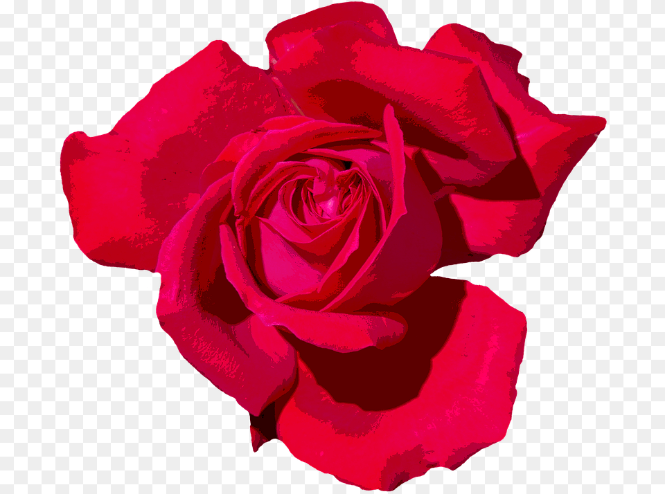 Rose Love Romantic Red Rose Red Flowers Blossom Red Romantic Rose, Flower, Petal, Plant Png Image
