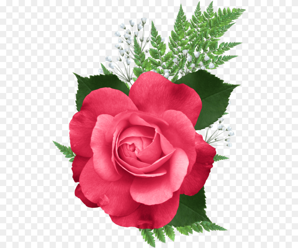 Rose Of Sharon, Flower, Plant, Flower Arrangement, Flower Bouquet Free Png Download