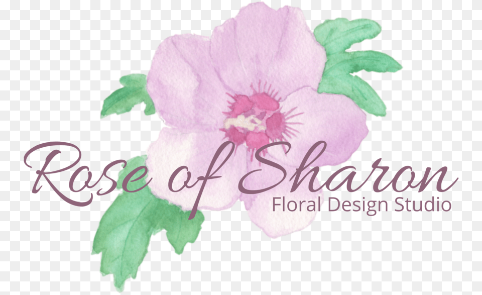 Rose Of Sharon Floral Design Studio Rosa Rugosa, Anther, Flower, Geranium, Plant Free Transparent Png