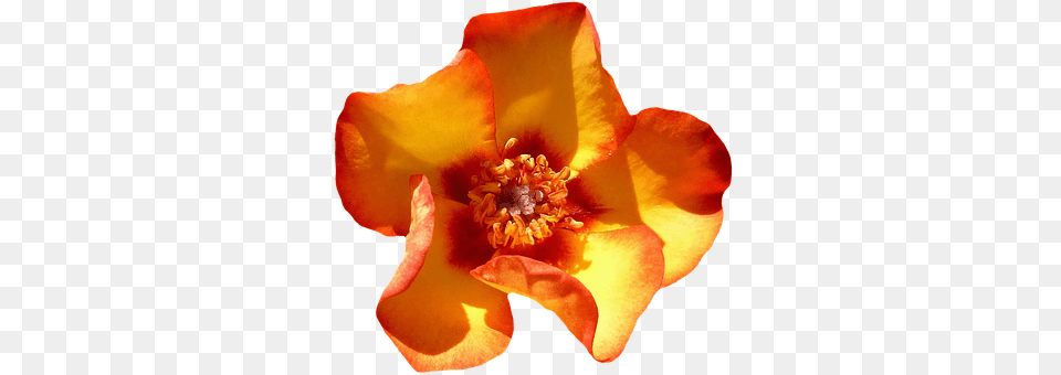 Rose Orange Blossom Bloom Flower Orange Ro Flower Orange, Petal, Plant, Pollen, Anther Free Transparent Png