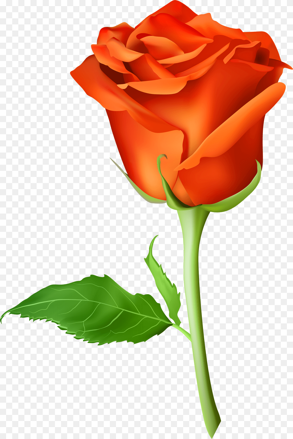 Rose Orange Transparent Orange Rose Clipart Free Png