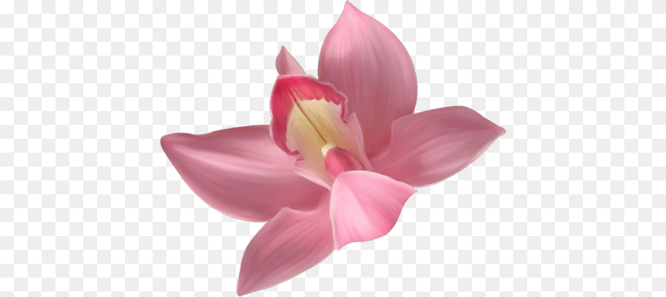 Rose Orchid Close Up, Flower, Petal, Plant Free Transparent Png