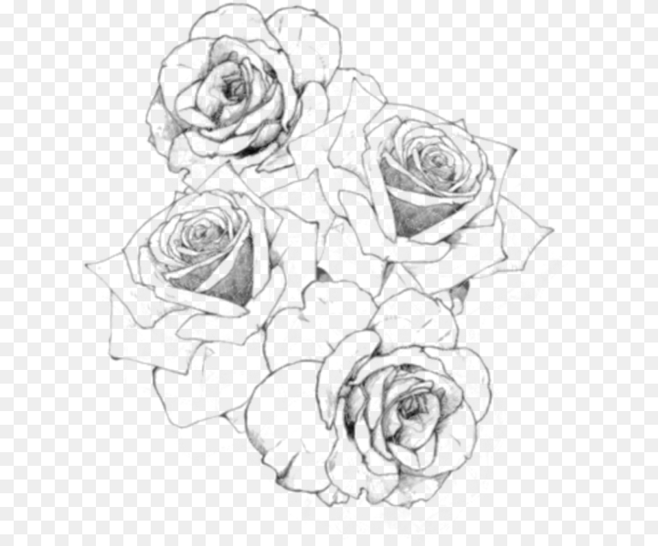 Rose Outline Flower Rose Drawing, Plant, Art Free Transparent Png