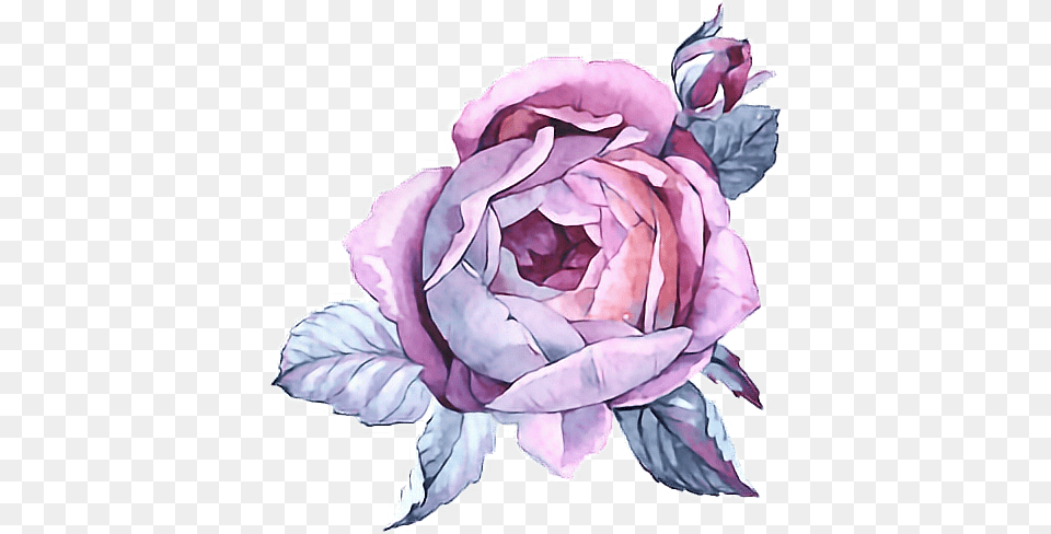 Rose Paint Purple Flower Watercolor Watercolour Paintin Watercolor Painting, Plant, Art, Food, Leafy Green Vegetable Free Png Download