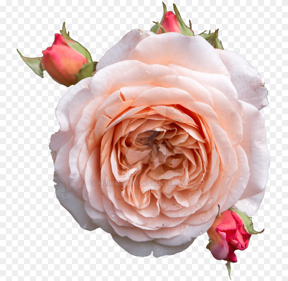 Rose Pastel English Rose, Flower, Petal, Plant, Flower Arrangement Free Transparent Png