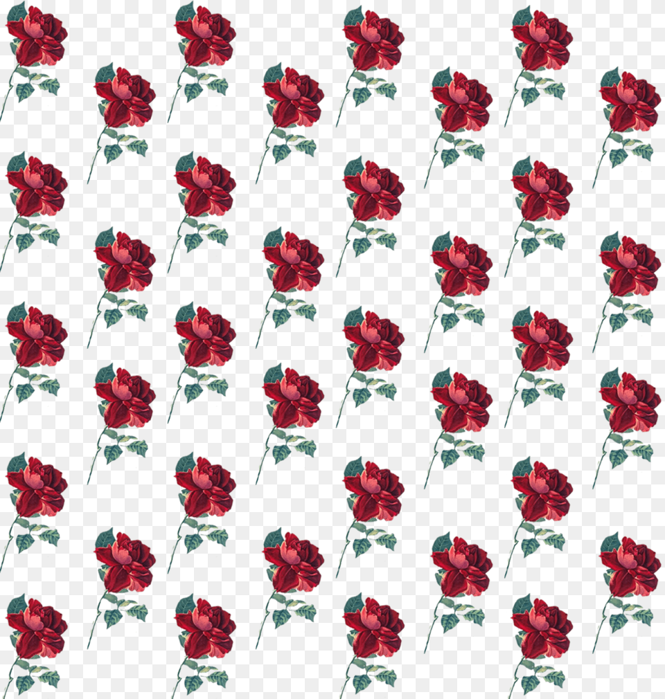 Rose Pattern Flower Background Cute Freetoedit Hybrid Tea Rose, Petal, Plant, Art, Graphics Png