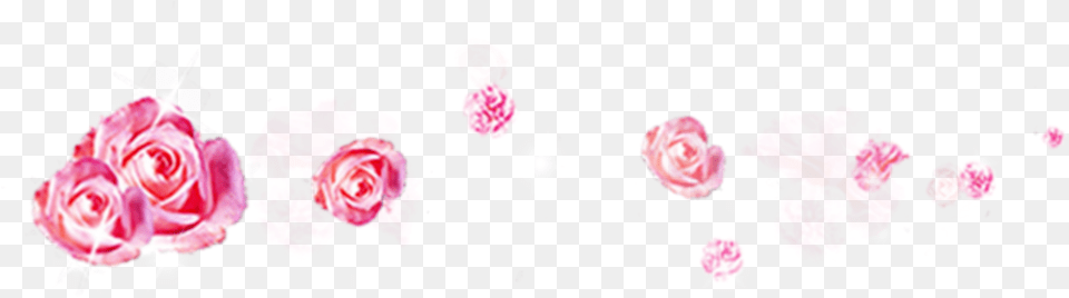 Rose Pedals Rose, Carnation, Flower, Petal, Plant Free Png Download