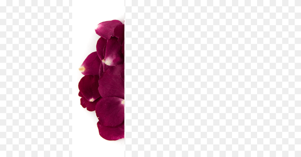 Rose Petal Confetti Bag, Flower, Plant, Orchid, Geranium Png Image