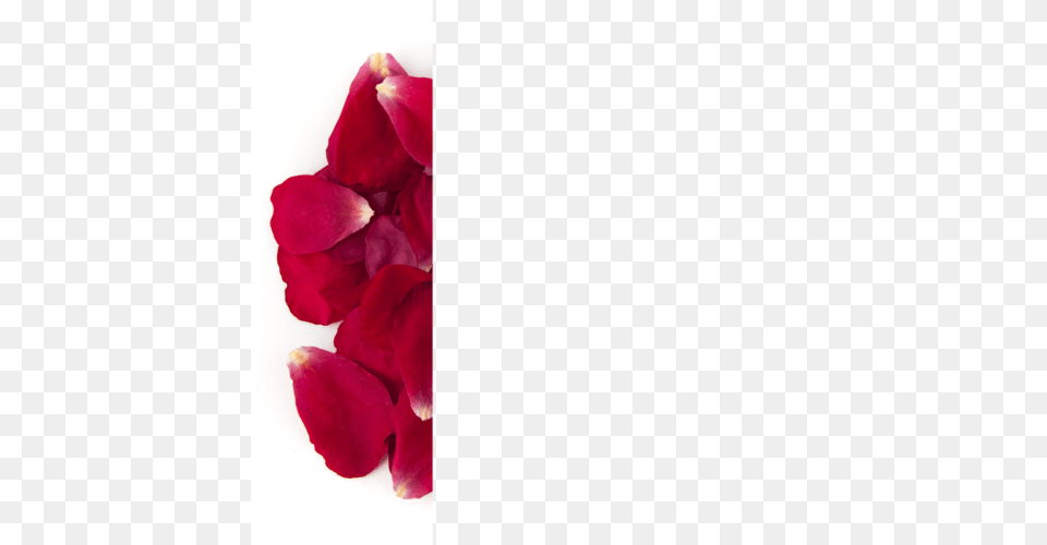 Rose Petal Confetti Envelopes, Flower, Plant, Geranium Free Png