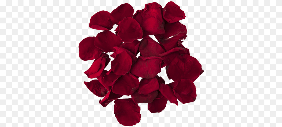 Rose Petal Powder Lovely, Flower, Geranium, Plant Free Transparent Png