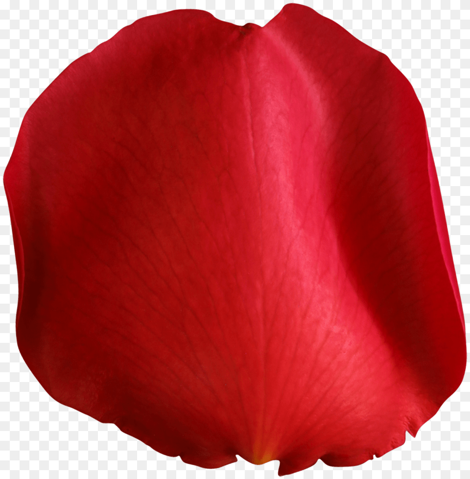 Rose Petal Red Clip Art, Flower, Plant Free Png