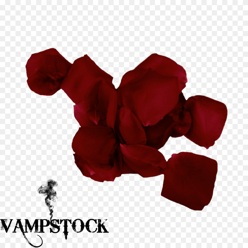 Rose Petal Vampstock, Flower, Geranium, Plant Png