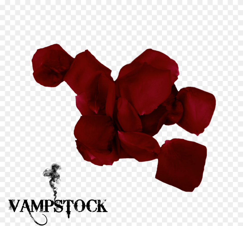 Rose Petal Vampstock, Flower, Geranium, Plant Png Image