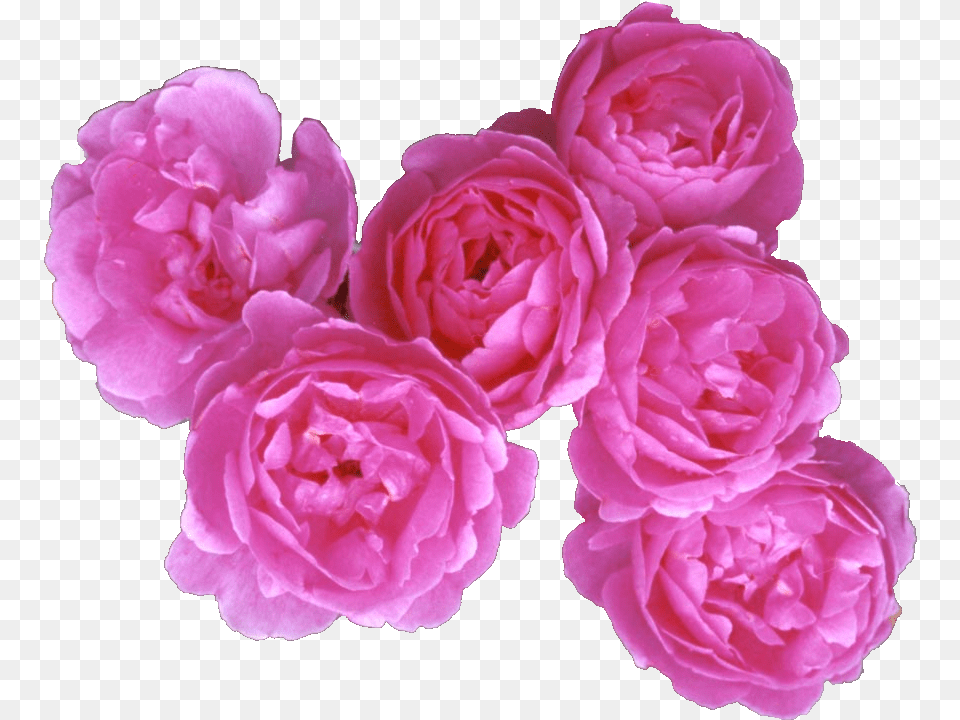 Rose Petals, Flower, Plant, Petal, Carnation Png Image