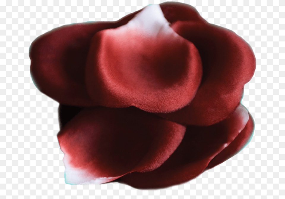 Rose Petals, Flower, Petal, Plant, Maroon Free Transparent Png