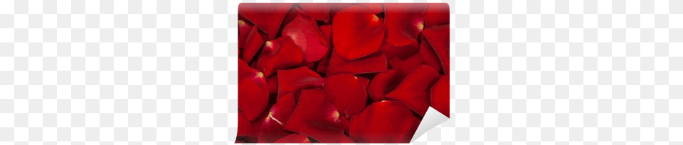 Rose Petals, Flower, Geranium, Petal, Plant Free Transparent Png