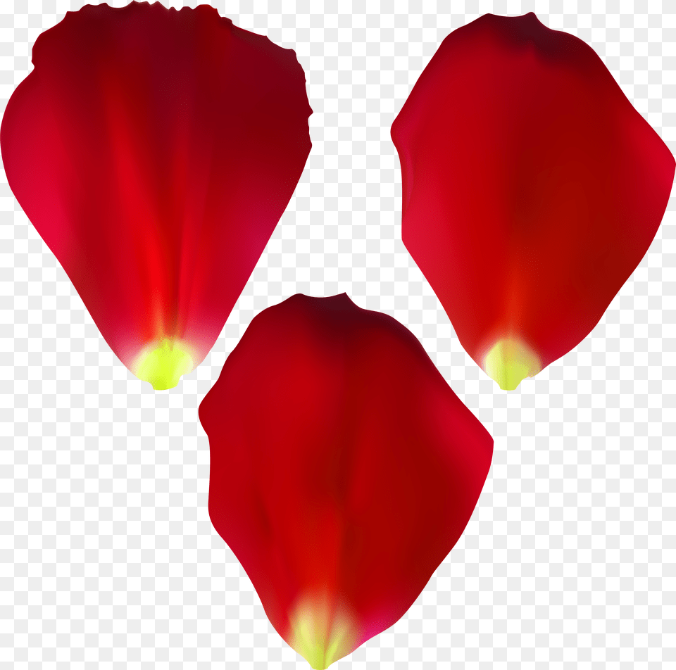 Rose Petals Free Png