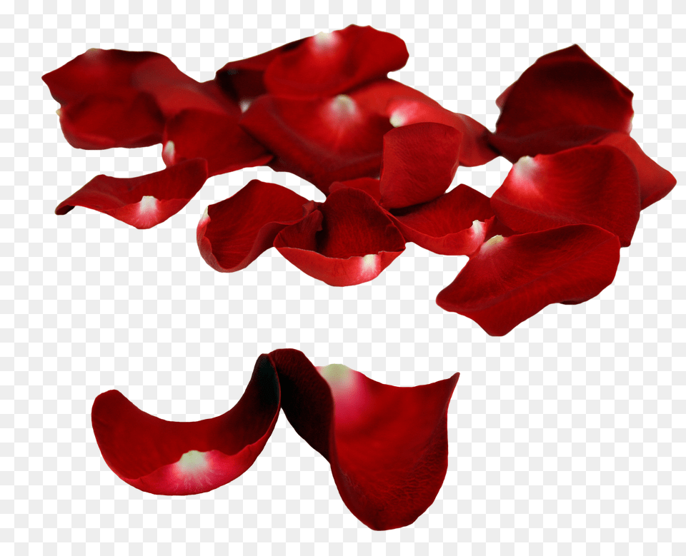 Rose Petals Images Hd Quality Download, Flower, Petal, Plant Free Transparent Png