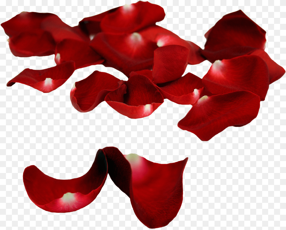 Rose Petals Images Hd Quality Rose Petals Transparent Free Png Download