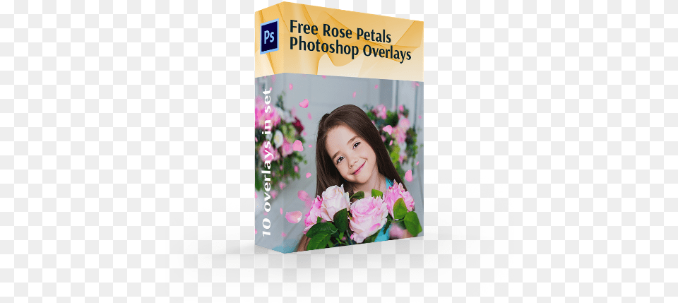 Rose Petals Overlaysrose Overlay Artificial Flower, Flower Arrangement, Flower Bouquet, Plant, Child Free Transparent Png