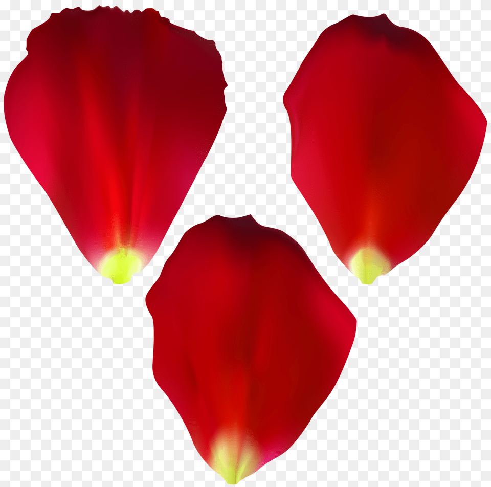 Rose Petals Set Transparent Clip, Flower, Plant, Petal, Art Png Image