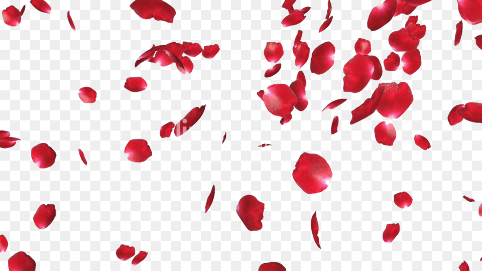 Rose Petals Vector Clipart, Plant, Flower, Petal, Baby Png Image