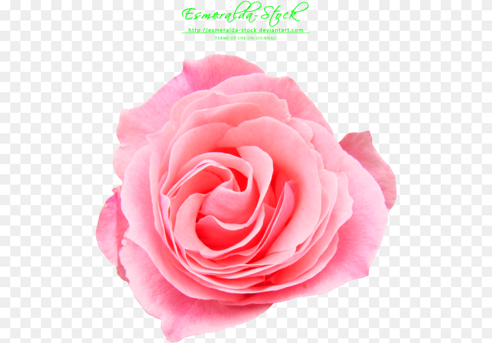 Rose Photo Download, Flower, Petal, Plant Png Image