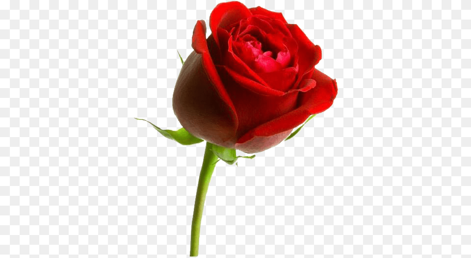Rose Photo Image Play Flower In Arabic Language, Plant, Petal Png