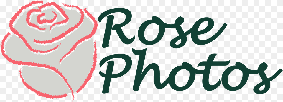 Rose Photography Moto Eleven, Flower, Plant, Baby, Person Png