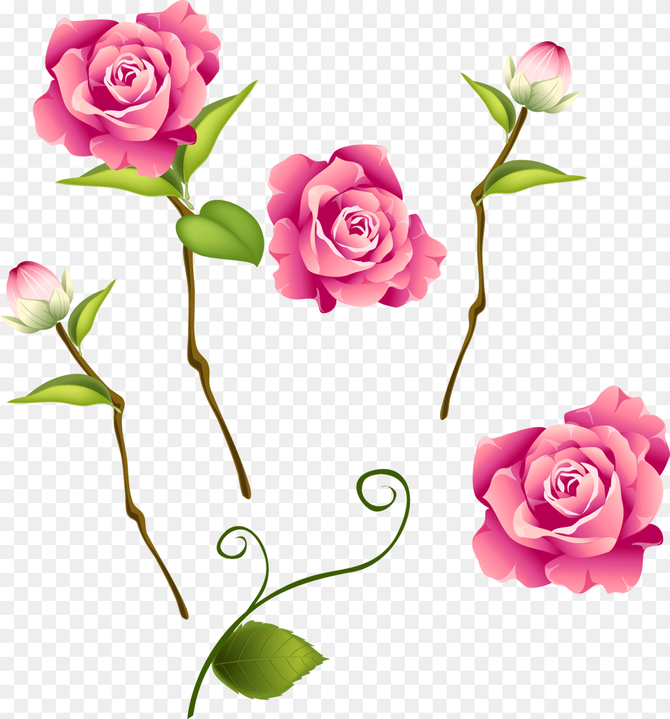 Rose Photoshop For, Flower, Flower Arrangement, Plant, Art Free Transparent Png