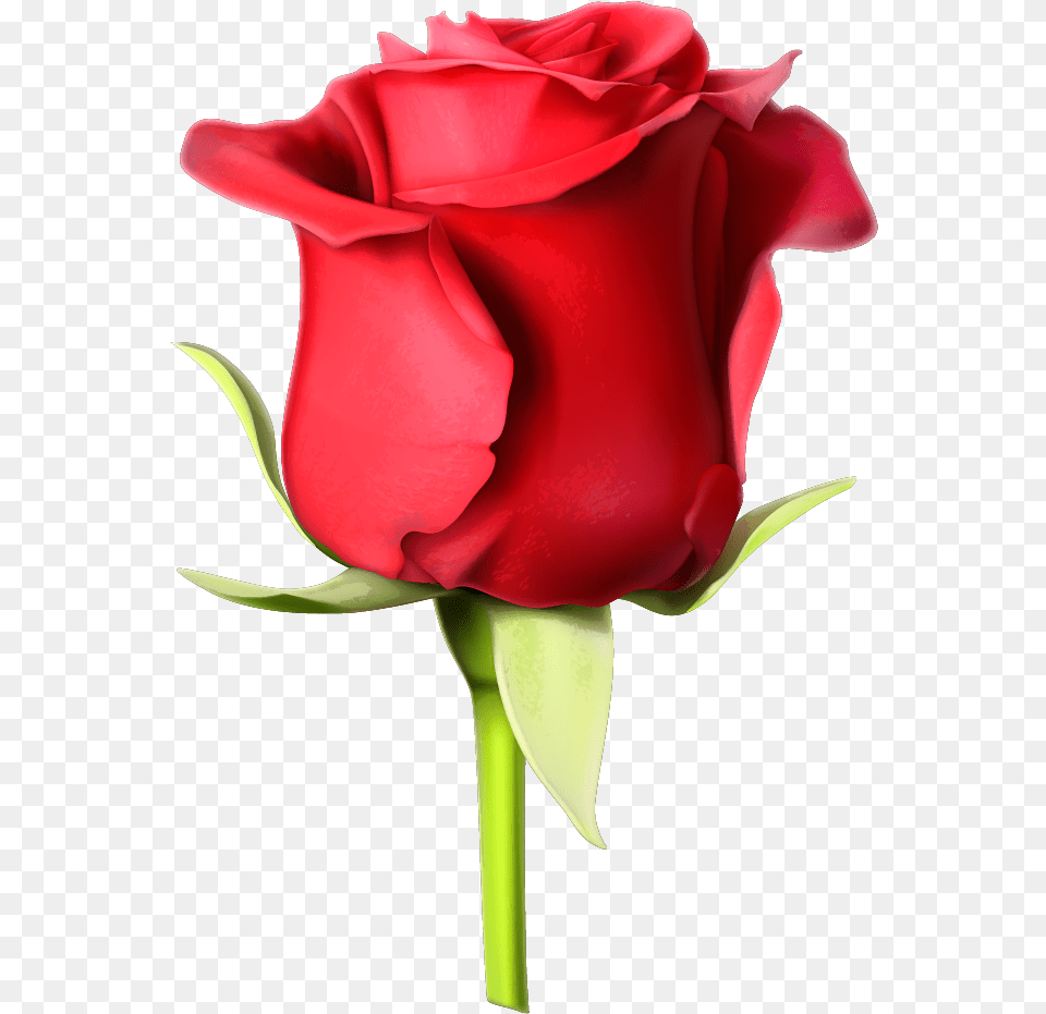 Rose Pic Full Hd, Flower, Plant, Adult, Female Free Png Download