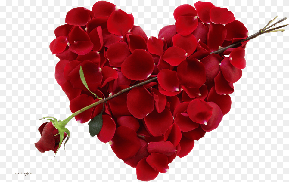 Rose Picture Flowers For Valentines Day Png
