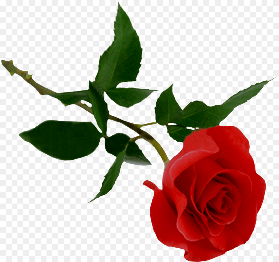Rose Picture Web Icons Transparent Background Rose Clipart Transparent, Flower, Plant Png Image