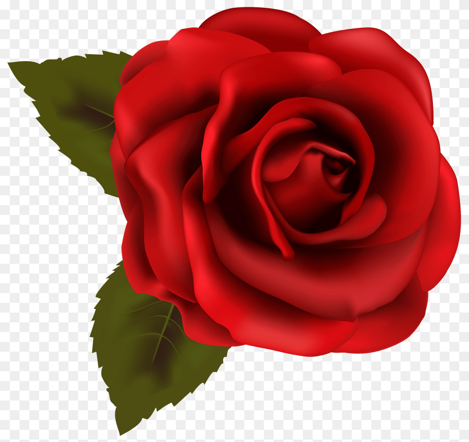 Rose Pictures Flower Images Rose Clip Art Free Png Download