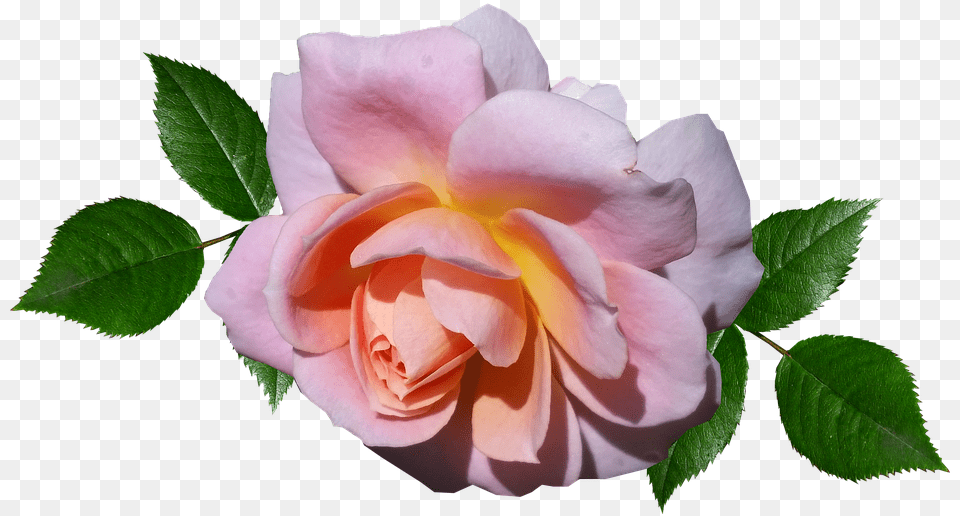 Rose Pink Flower Photo On Pixabay Garden Roses, Petal, Plant Free Png