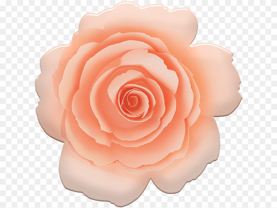 Rose Pink Flower Lovely, Petal, Plant Free Png Download