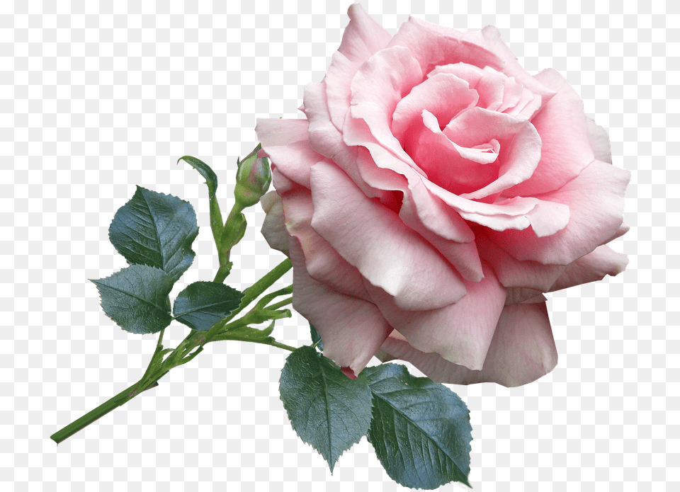 Rose Pink Garden Flower Flower, Plant Free Transparent Png