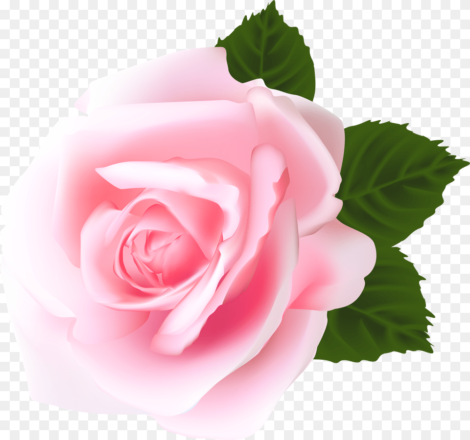 Rose Pink Rose Hd Free Png Download