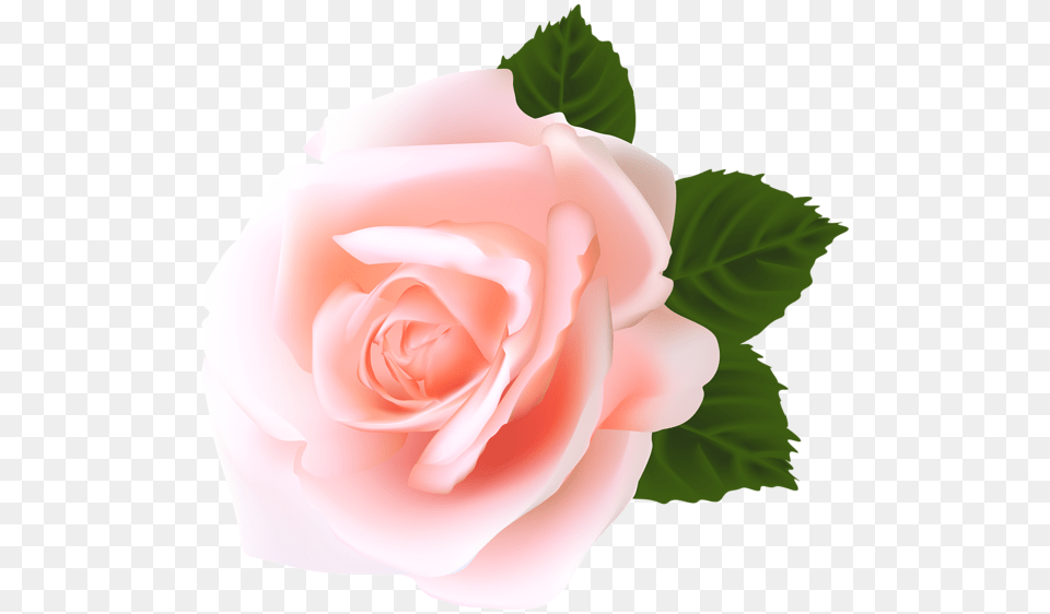 Rose Pink Rose Hd, Flower, Plant, Petal Free Transparent Png