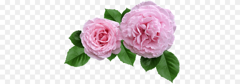 Rose Pink Ruffled Petals Cut Out Pink Rose Cut Out, Flower, Plant, Petal Png