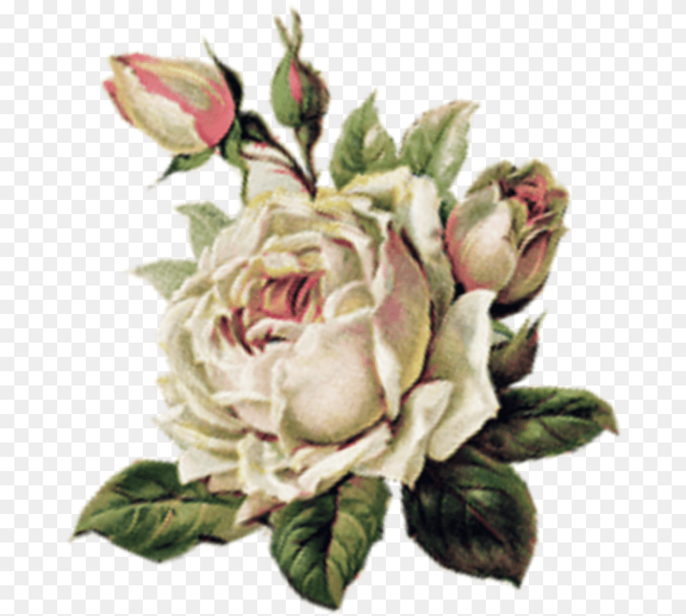 Rose Pink Sad Sadgirl Tumblr Aesthetic Art Artclass Music, Plant, Flower, Flower Arrangement, Flower Bouquet Png