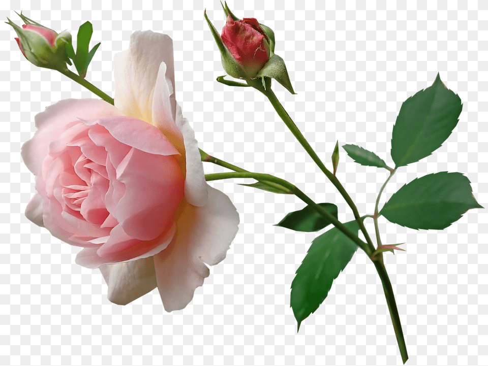 Rose Pink Stem Fragrant Perfume Garden Nature Rose With Stem Photography, Flower, Plant, Petal, Geranium Png