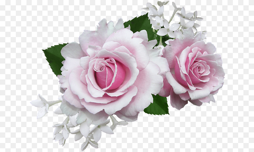 Rose Pink With White Flower Pink And White Flowers, Flower Arrangement, Flower Bouquet, Plant, Petal Png