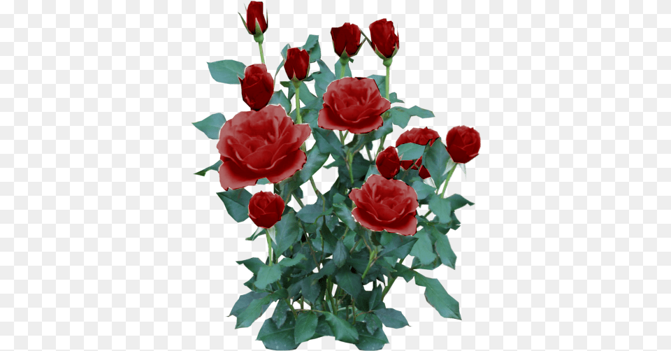 Rose Plant Rose Bush, Flower, Flower Arrangement, Flower Bouquet Png