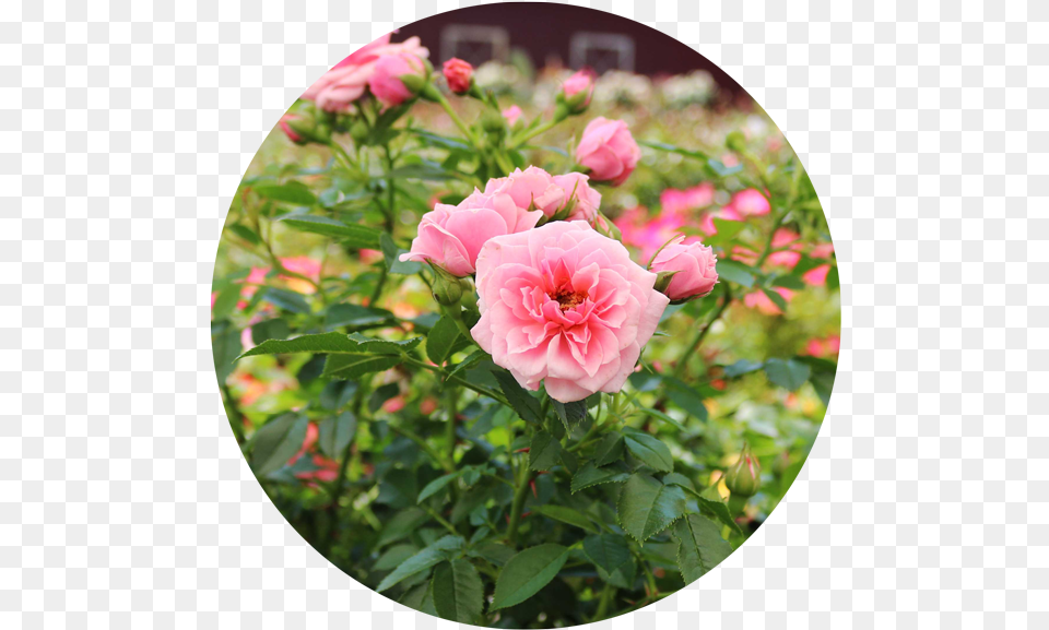 Rose Plants Floribunda, Flower, Geranium, Petal, Photography Free Transparent Png