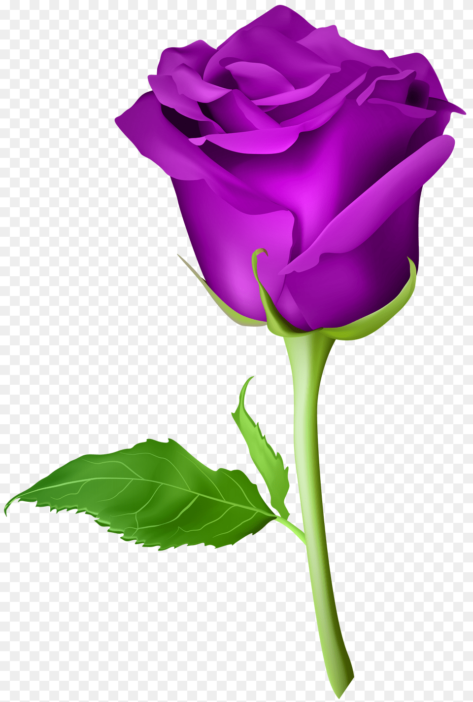 Rose Purple Transparent Clip Art, Flower, Plant, Adult, Female Free Png