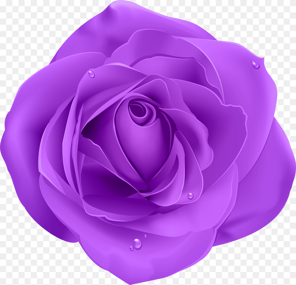 Rose Purple Transparent Clip Art Flower Background, Stencil, Animal, Kangaroo, Mammal Png