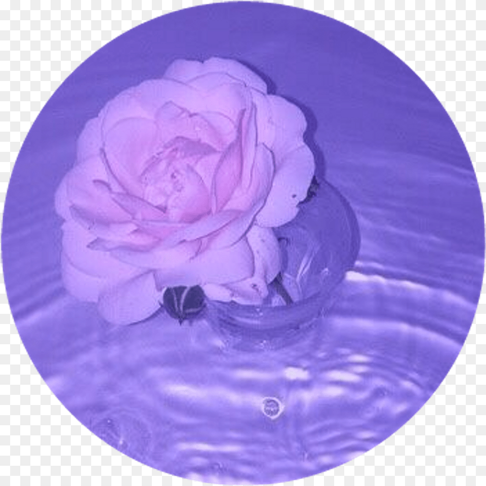 Rose Purple Tumblr Aesthetic Aesthetic Purple Circle Plant, Flower, Jar, Petal Free Transparent Png